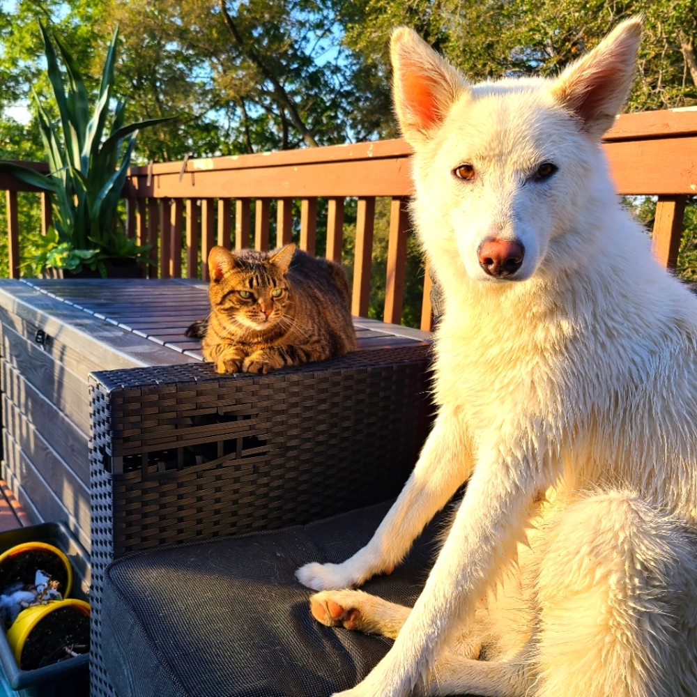 🐾 Pet friendly home 🐾